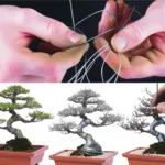Bonsai Wiring: Best Wires and Techniques